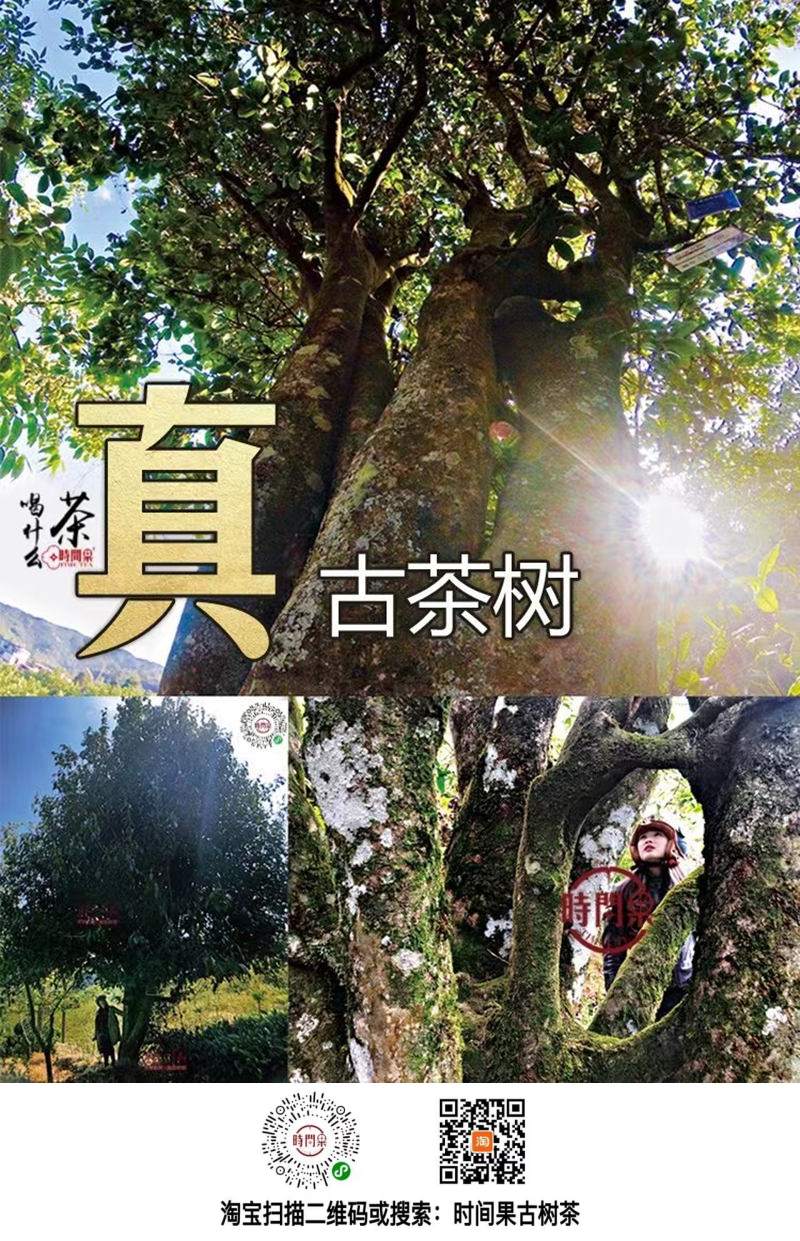 古茶树博物林的 真古树.jpg